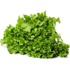 Преміум насіння салату Латук: Набір із 5 пакетів для стабільного врожаю